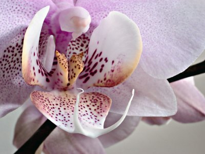 Orchid macro
