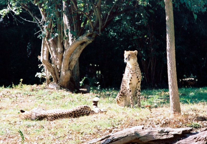 206_cheetahs2.JPG