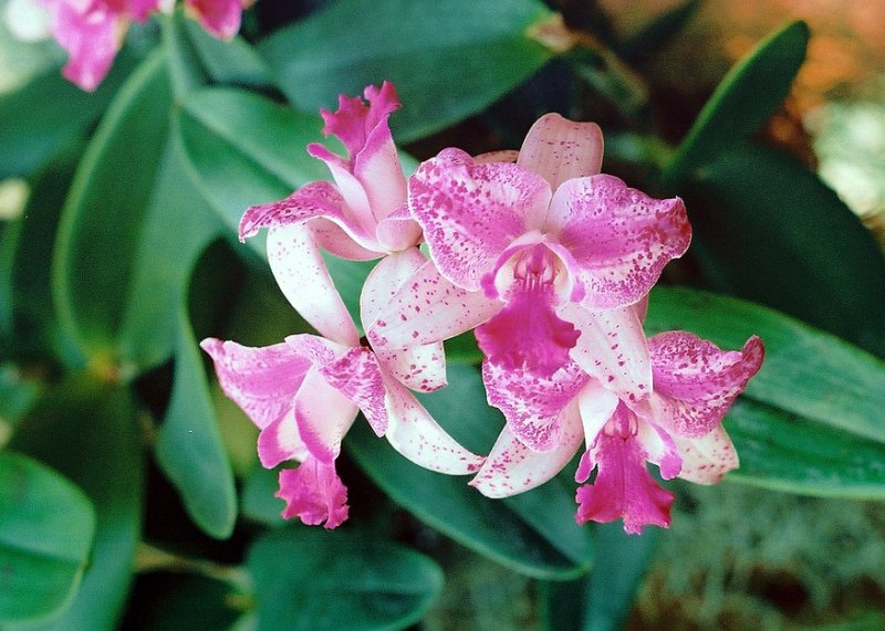 04_orchid.JPG