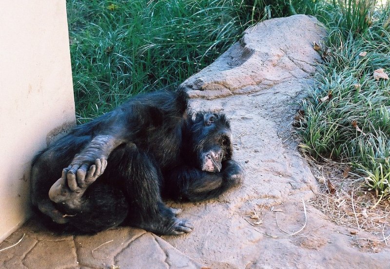 005A_chimp.JPG