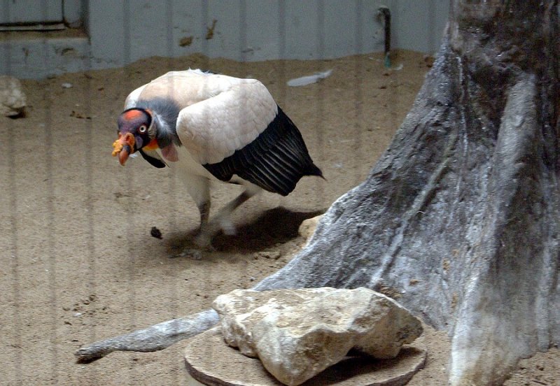 7317_skulking_vulture.JPG