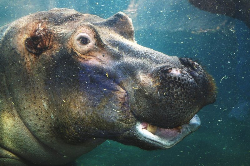 4266_hippo_series.JPG