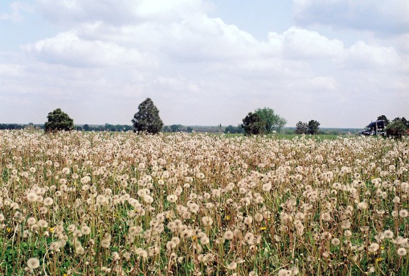 kansas_lions2.JPG