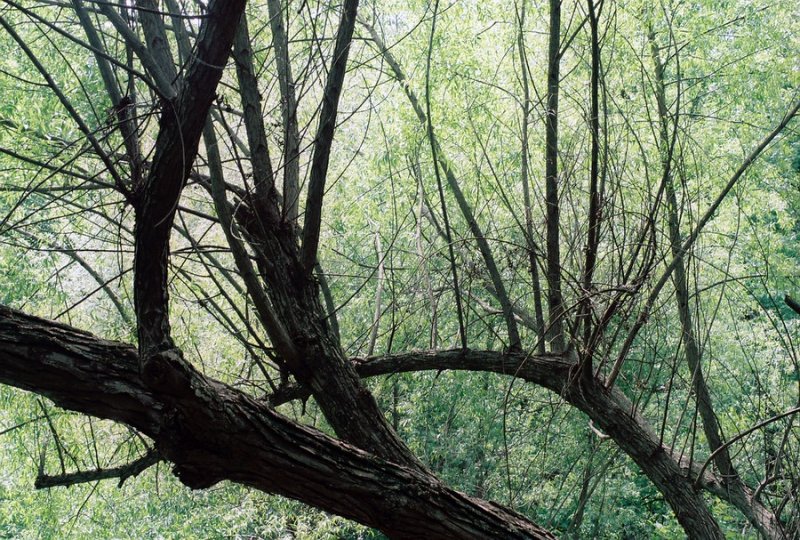 09_greensboro_bogs_overhead.JPG