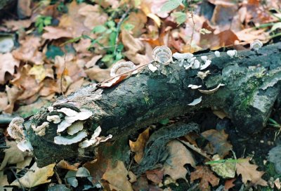 012_fungi.JPG