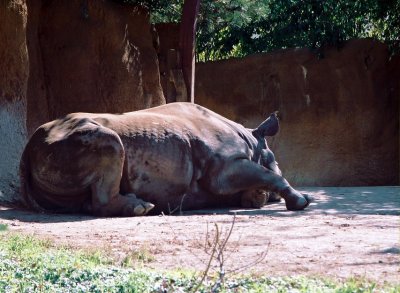 122_blackrhino.JPG