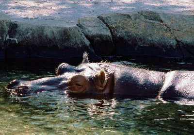 201_hippo.JPG