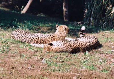 205_cheetahs1.JPG