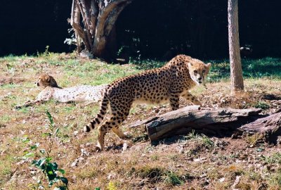 209_cheetahs5.JPG