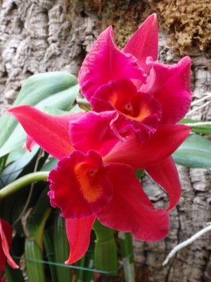 orchidshow0012.JPG
