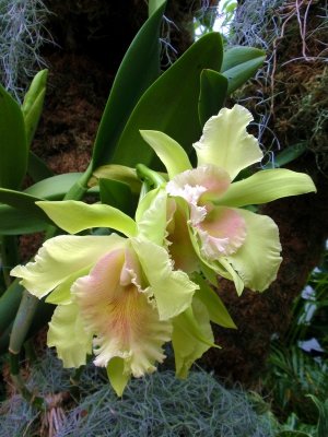 orchidshow0016.JPG