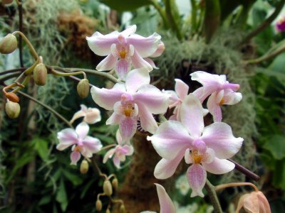 orchidshow0024.JPG