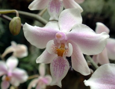 orchidshow0025.JPG