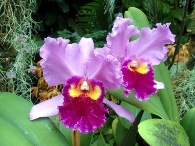 orchidshow0030.JPG