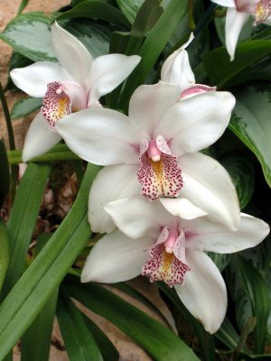 orchidshow0037.JPG