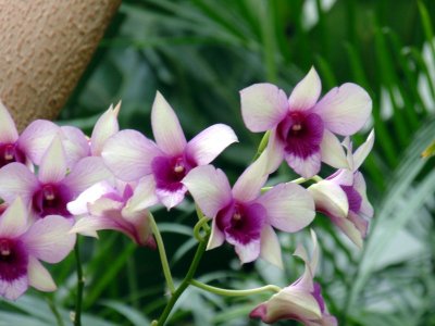 orchidshow0044.JPG