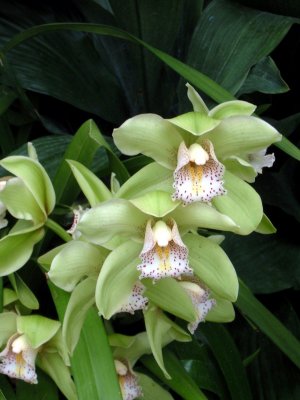 orchidshow0048.JPG
