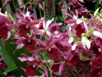 orchidshow0065.JPG