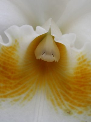 orchidshow0072.JPG