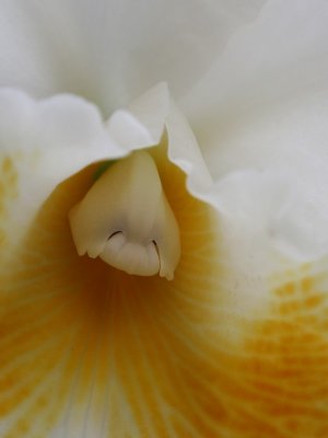 orchidshow0075.JPG