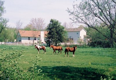 15-16_horses.JPG