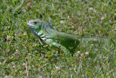 Iguana in our backyard