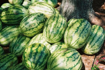 12_melons3.JPG