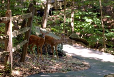 06_fawns_3743.JPG