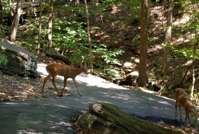 07_fawns_3745.JPG