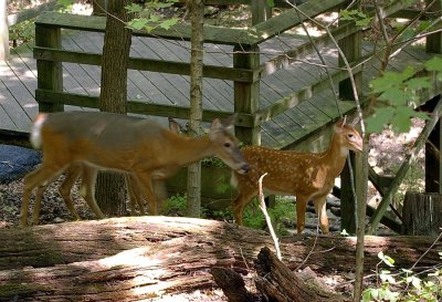 09_deer_3752.JPG