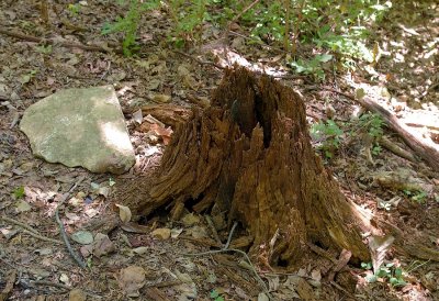 10_stump_3759.JPG