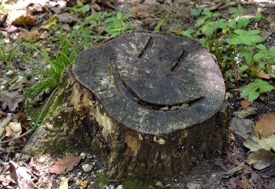 16_happy_stump_3786.JPG