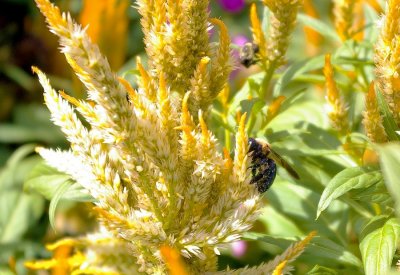 Missouri_Botanical _Gardens_3967.JPG