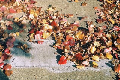 010A_red_leaves.JPG