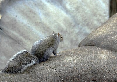 7272_fat_squirrel.JPG