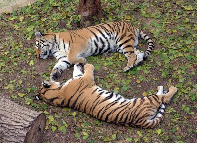 7330_two_tigers.JPG