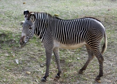 7345_grevy.JPG