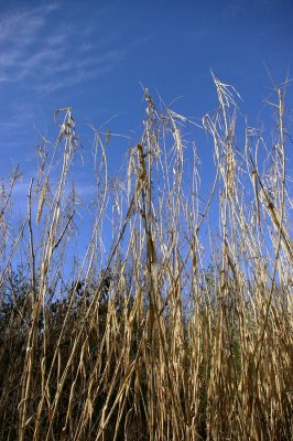 4230_very_tall_grass.JPG