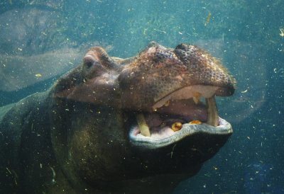 4260_hippo_series.JPG