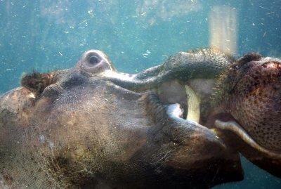 4264_hippo_series.JPG