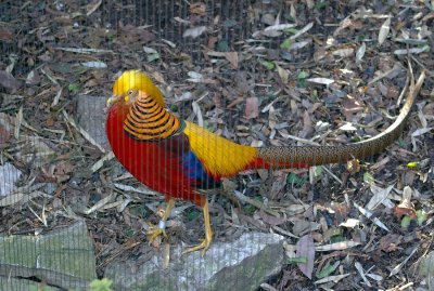 4340_golden_pheasant.JPG