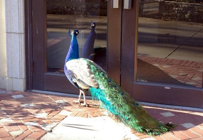 4345_why_do_peacocks_always_hang_out_there.JPG
