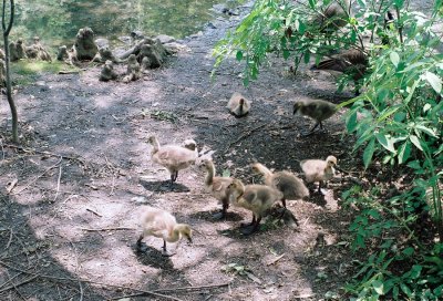 07_goslings.JPG