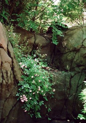 stlzoo03.JPG