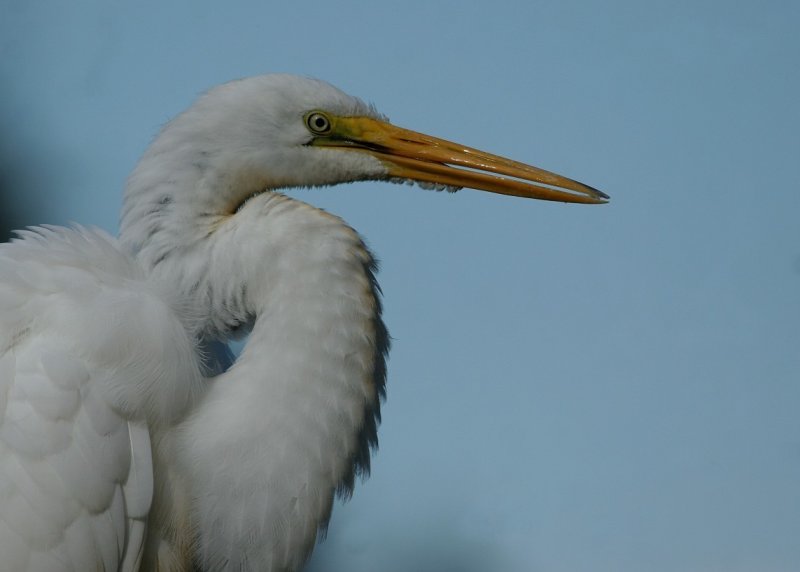 Great White Egret