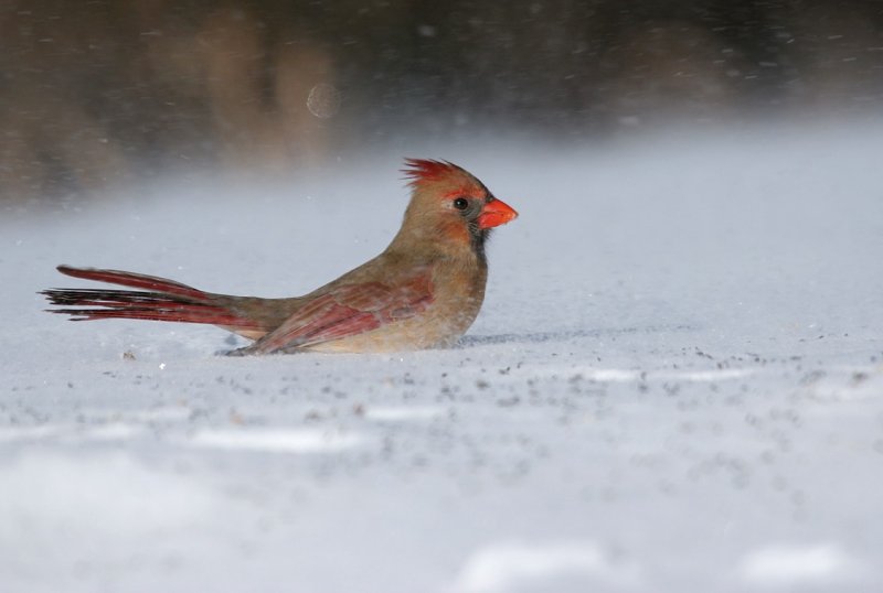 Northern Cardinal