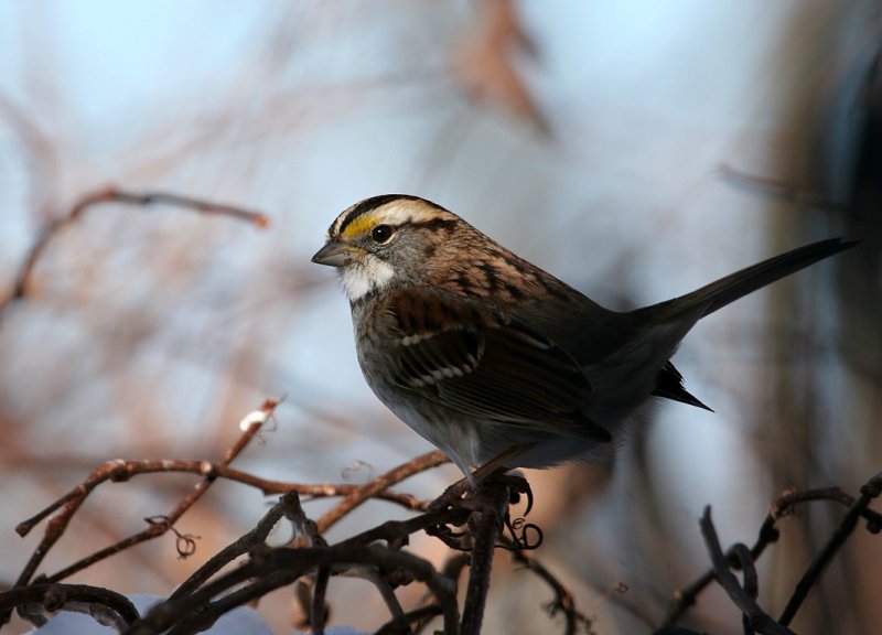 White-throated Sparrow