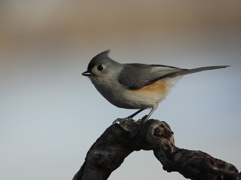 Tufted Titmouse