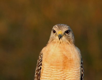 Red-shouldered Hawk (FL)