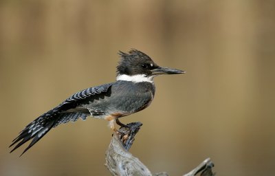 Belted kingfisher